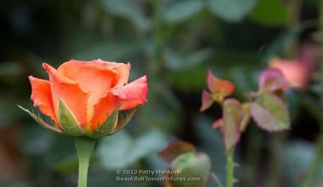 Roses on a Winter Day Caribbean Rose © 2013 Patty Hankins