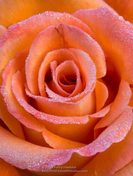 Roses on a Winter Day Caribbean Rose © 2013 Patty Hankins