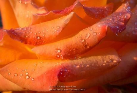 Roses on a Winter Day Caribbean Rose © 2013 Patty Hankins