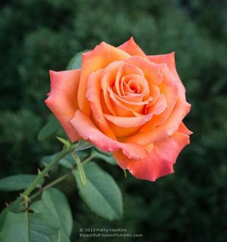 Roses on a Winter Day Caribbean Rose © 2013 Patty Hankins