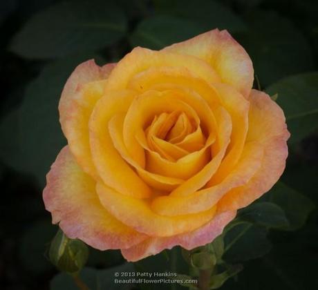 Roses on a Winter Day Aroyqueli Rose © 2013 Patty Hankins