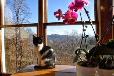 I Dreamed I was an Orchid Dreaming I was a Butterfly