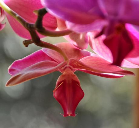 I Dreamed I was an Orchid Dreaming I was a Butterfly