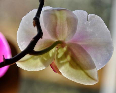 I Dreamed I was an Orchid Dreaming I was a Butterfly