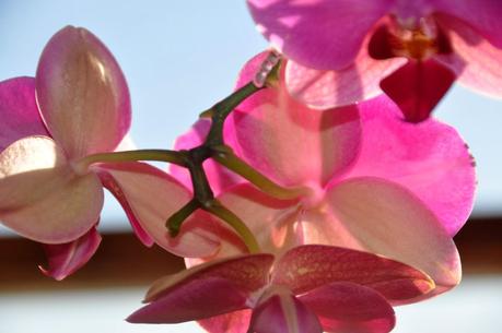 I Dreamed I was an Orchid Dreaming I was a Butterfly