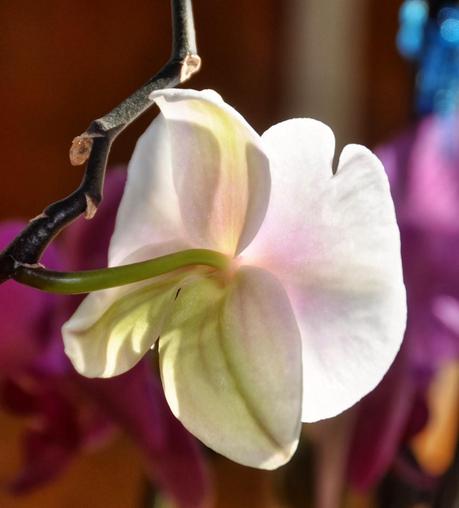 I Dreamed I was an Orchid Dreaming I was a Butterfly