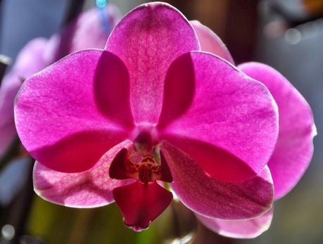 I Dreamed I was an Orchid Dreaming I was a Butterfly