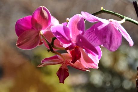 I Dreamed I was an Orchid Dreaming I was a Butterfly