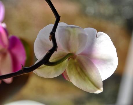 I Dreamed I was an Orchid Dreaming I was a Butterfly