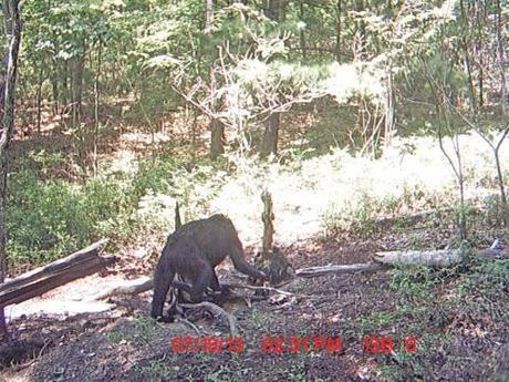 Extremely odd trailcam photo.