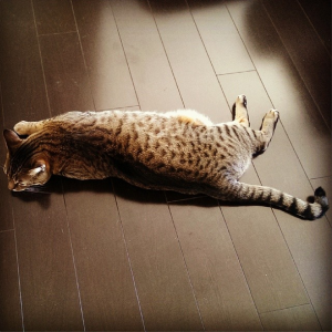 cat lying on floor