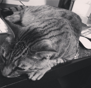Cat sleeping on mousepad