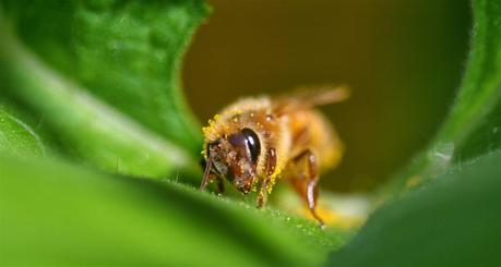 5 Major Benefits of Bee Pollen