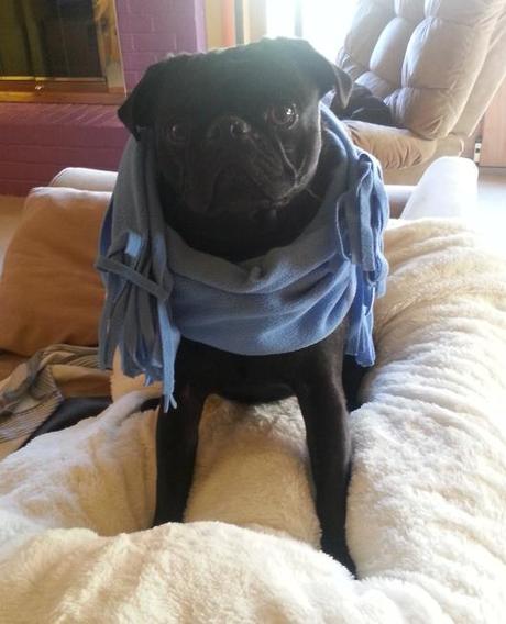 Pug Fashion