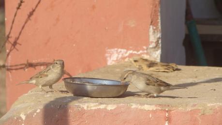 Sun shine in plenty and the Golden City of Jaisalmer