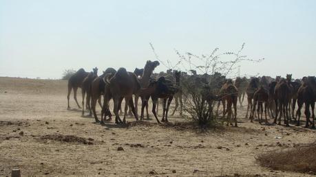 Sun shine in plenty and the Golden City of Jaisalmer