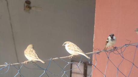 Sun shine in plenty and the Golden City of Jaisalmer