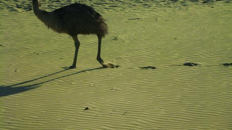 Sun shine in plenty and the Golden City of Jaisalmer