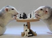 World’s Best Images Animals Playing Chess
