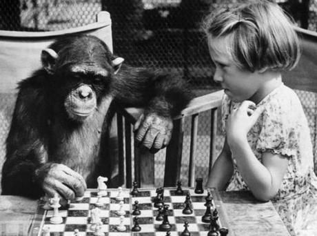 Chimp playing Chess 