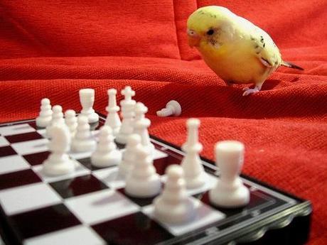 Budgie playing Chess 