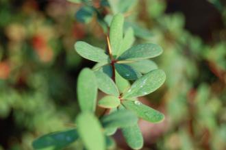 Berberis wilsoniae Leaf (30/12/2013, Kew Gardens, London)