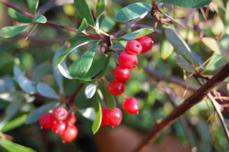 Berberis wilsoniae Berries (30/12/2013, Kew Gardens, London)