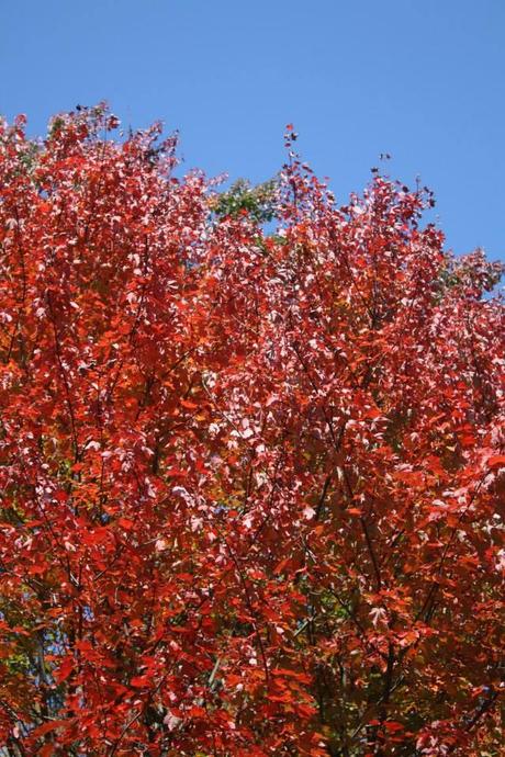 red crimson leaves massachussetts new england fall autumn