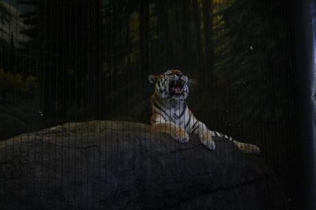 tiger roar chicago zoo