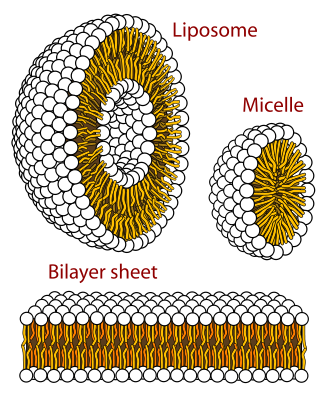 The second law of thermodynamics and a theory of the origin of life itself