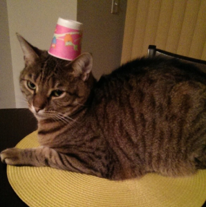 Cat with a paper cup for a hat