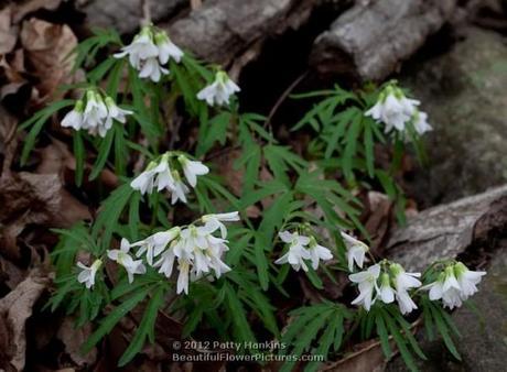 Cutleaf Toothwort © 2012 Patty Hankins