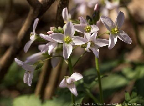 Cutleaf Toothwort © 2014 Patty Hankins