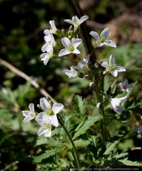 Cutleaf Toothwort © 2014 Patty Hankins
