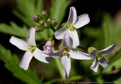 Cutleaf Toothwort © 2014 Patty Hankins