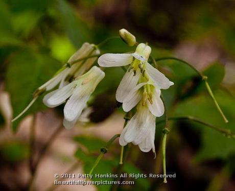 Broadleaf Toothwort © 2011 Patty Hankins