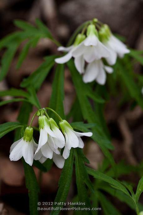 Cutleaf Toothwort © 2012 Patty Hankins