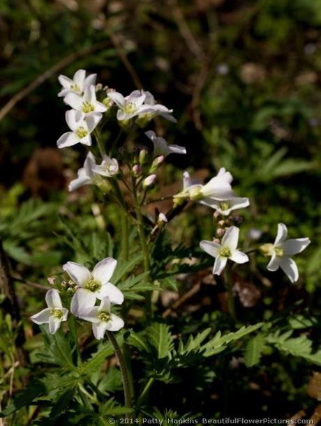 Cutleaf Toothwort © 2014 Patty Hankins
