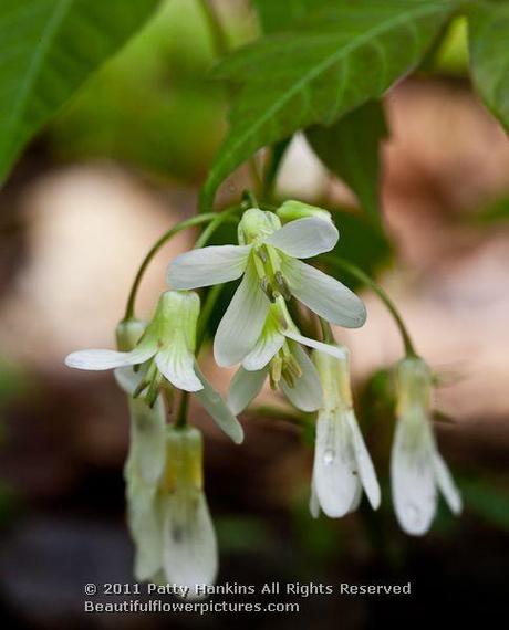 Broadleaf Toothwort © 2011 Patty Hankins