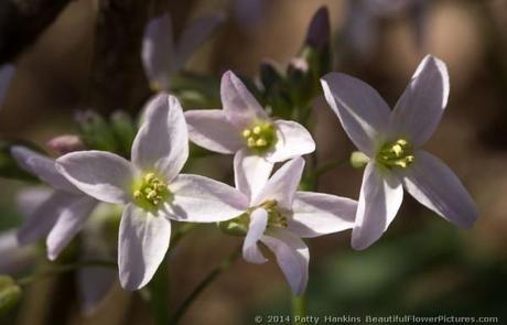 Cutleaf Toothwort © 2014 Patty Hankins