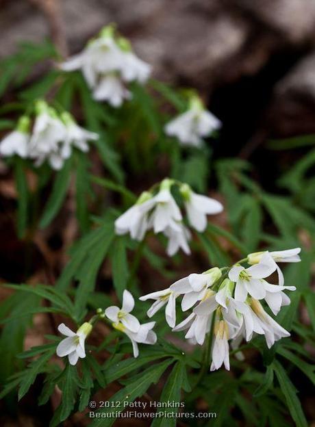 Cutleaf Toothwort © 2012 Patty Hankins
