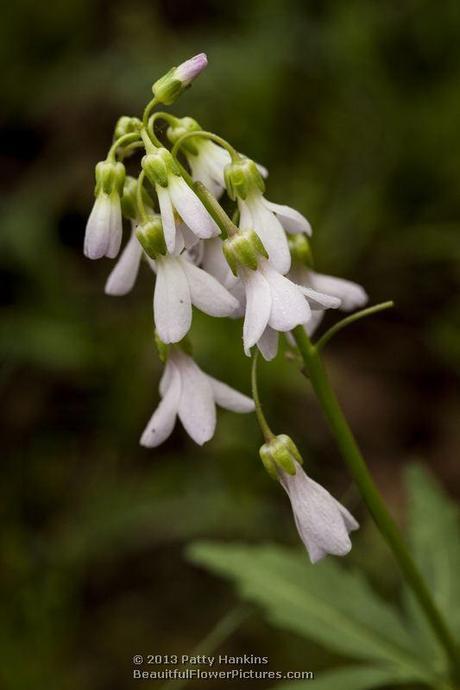 Cutleaf Toothwort © 2013 Patty Hankins