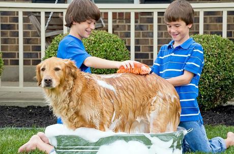 How can pets be beneficial for the family?