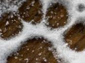 Keep Your Dogs Safe Comfortable While Camping