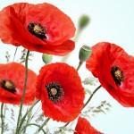 peppered poppies scent