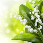 lily of the valley scent