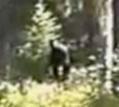 The famous Paul Freeman footage. I am 100% certain that this a real Sasquatch.