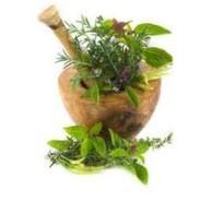 Natural Herbs that Aid in Memory Improvement