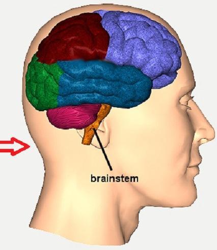 human brain1