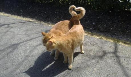 Cats Tales in a heart shape 